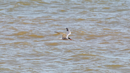 Sea Birds in flight at the coast