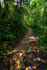 Sinharaja Forest Reserve,  a national park in Sri Lanka. UNESCO World Heritage