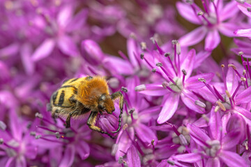 Gebänderte Pinselkäfer (Trichius fasciatus)