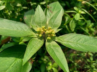 Euphorbia heterophylla, also known fireplant, painted euphorbia, Japanese poinsettia, desert...