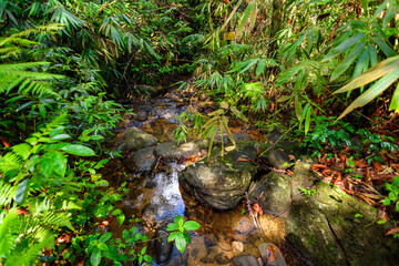 Sinharaja Forest Reserve,  a national park in Sri Lanka. UNESCO World Heritage