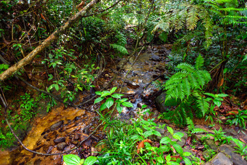 Sinharaja Forest Reserve,  a national park in Sri Lanka. UNESCO World Heritage