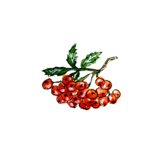 Hand painted rowan berries
