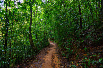 Fototapeta na wymiar Narrow strip of the Sinharaja Forest Reserve, a national park in Sri Lanka. UNESCO World Heritage