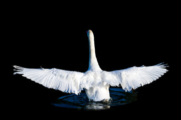angel wings isolated on black , swan