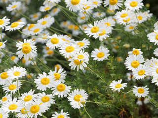 Fototapeta premium Leucanthemum vulgare | Marguerites communes à fleurs à pétales blanches, disque jaune au sommet, au feuillage oblongue, spatulé, dentelé, le long d'une tige peu ramifiée
