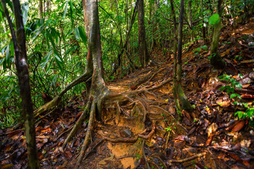 Sinharaja Forest Reserve,  a national park in Sri Lanka. UNESCO World Heritage