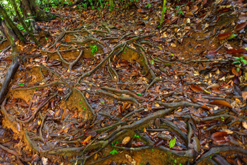 Sinharaja Forest Reserve,  a national park in Sri Lanka. UNESCO World Heritage