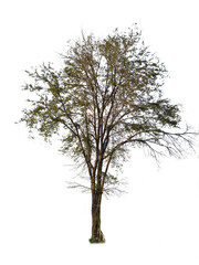 isolated tree is located on a white background
