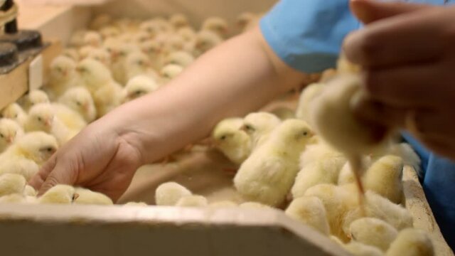 Checking the gender of chicken Chicks by feathers. Checking the sex of newborn Chicks by the type of wing tips