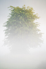 green tree in the fog