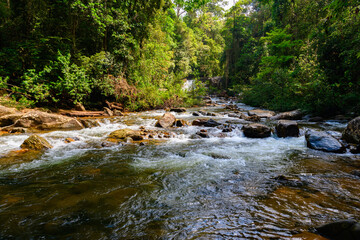 Obraz premium River in the Sinharaja Forest Reserve, a national park in Sri Lanka. UNESCO World Heritage