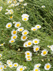 (Leucanthemum vulgare) Touffes de marguerites communes ou leucanthème commun sur tiges peu...