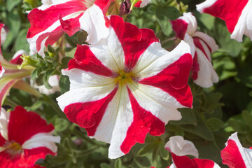 Red and white petunia flowers in a garden during spring