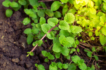 Fresh peppermint trees in Vegetable garden.
