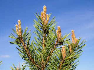 pine branches in early summer