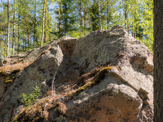 rocks in the summer forest