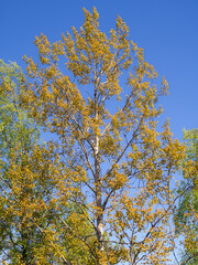 aspen foliage in the summer