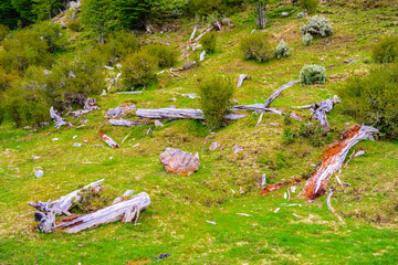 Fototapeta premium It's Nature of Argentina