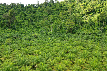 Fototapeta na wymiar Oil palm trees plantation at the edge of tropical rainforest. Aerial photo from drone, showing the environmental damage caused by the palm oil industry to rain forest jungle 