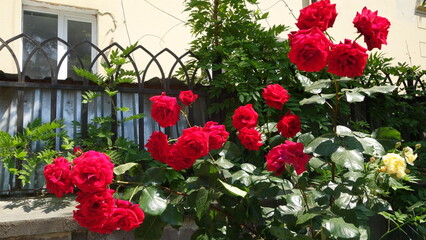 Bush with red roses