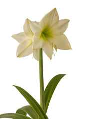 Amaryllis (Hippeastrum) Galaxy Group 