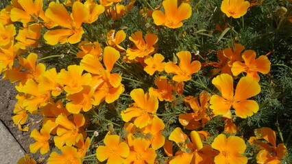 Orange flowers on green grass