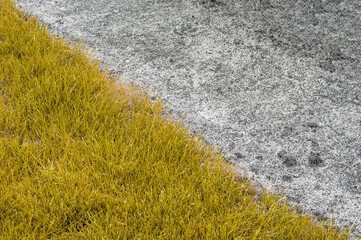 A withered lawn is dark yellow and the ground is ready for planting. Diagonal composition of the...