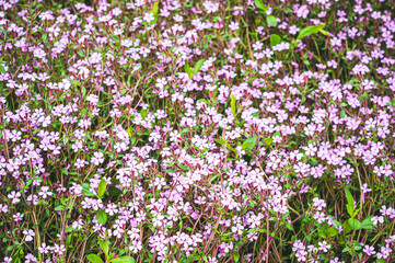 Obraz premium Beautiful and vibrant little purple matthiola flowers