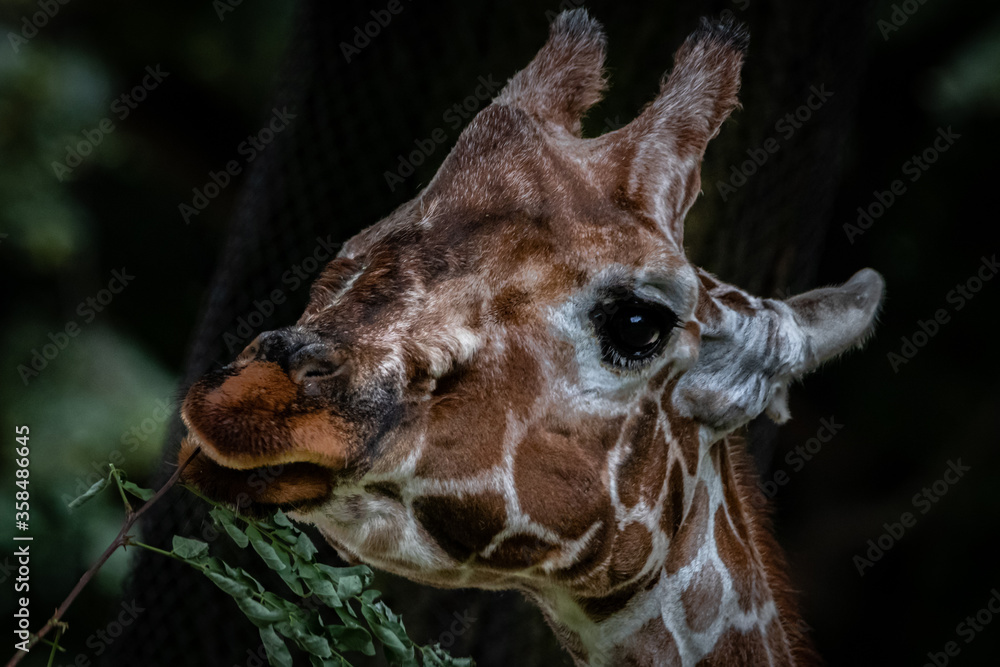 Wall mural fine art of a giraffe eating a branch