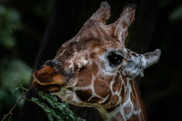 Fine art of a giraffe eating a branch