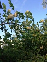 white rose wild rose Bush in the summer