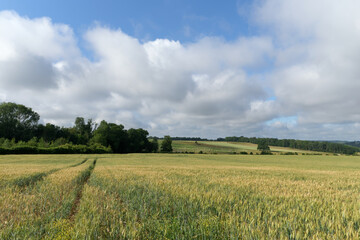 Fototapeta na wymiar Cloudy sky, wheat fields in hills in the Grand Morin valley
