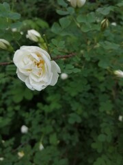 white rose wild rose Bush in the summer
