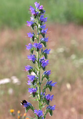 Natternkopf - Echium vulgare mit einer Hummel