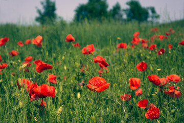 Flowers Red poppies blossom on wild field. Beautiful countryside field red poppies with selective focus blur. Afternoon soft sunlight, sunset. Landscape panorama.