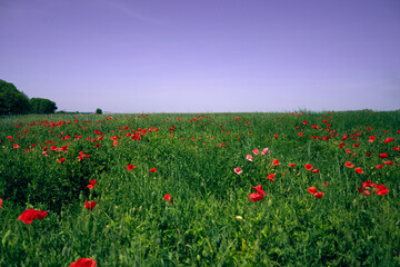 Flowers Red poppies blossom on wild field. Beautiful countryside field red poppies with selective focus blur. Afternoon soft sunlight, sunset. Landscape panorama.