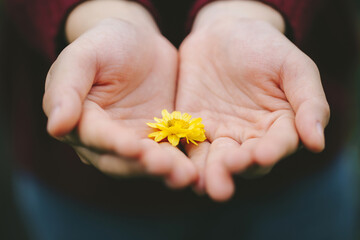 Close-up woman holding yellow flower in her palm, Encouragement concept