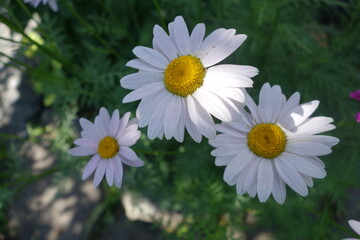 Three white daisies