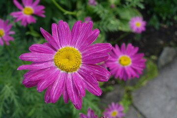 Obraz premium Daisies with lilac petals and yellow center
