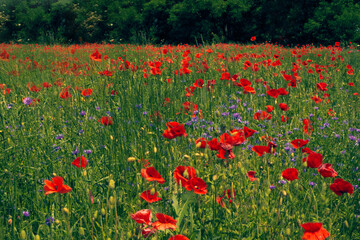 Flowers Red poppies blossom on wild field. Beautiful countryside field red poppies with selective focus blur. Afternoon soft sunlight, sunset. Landscape panorama.