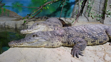 Two crocodiles are lying on the floor