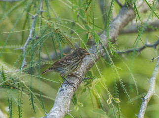 Medium Ground Finch, perched on a tree. Taken on Floreana Island, Galapagos.