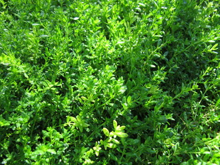 Smooth rupturewort, Herniaria glabra, a groundcover in the garden