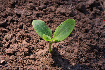 young plant growing in soil, ecology concept