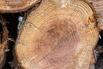 Cut and stack cedar trees. I can see the rings of the tree.