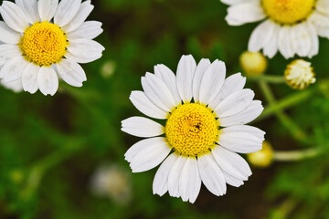 Fototapeta premium Closeup of bright medicinal chamomile on the field