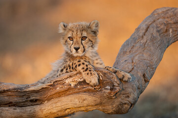 Baby Cheetah portrait in golden light in Kruger Park South Africa