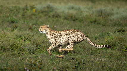 One adult cheetah running on a grassy plain in Ndutu Tanzania