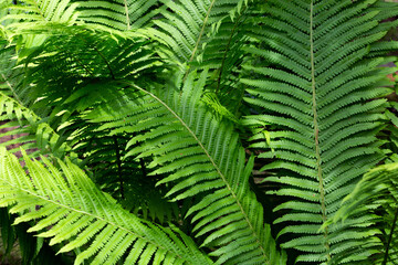 Fototapeta na wymiar Bright green fern leaves in the sun in the forest